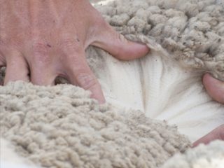 Hungarian Merino wool