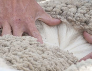 Chinese Carded Sheep Wool Lamb Wool Best Handfeeling 16.5mic