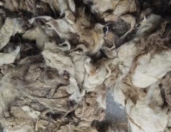 Tibetan Raw Greasy Cashmere Fibre 14.5micron with 32/34mm Prompt Shipment